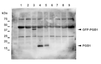 AHB1 | Non-symbiotic hemoglobin 1 (A. thaliana) in the group Antibodies Plant/Algal / Environmental Stress / Oxidative stress at Agrisera AB (Antibodies for research) (AS18 4230)